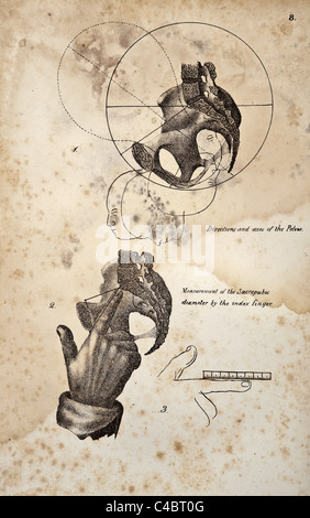 Illustrazione della pelvi umana copyright 1844 Foto Stock