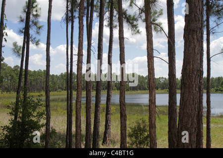 Florida Paisley, Ocala National Forest, Clearwater Recreation Area, Lake Clearwater, pini, visitatori viaggio viaggio turismo turistico punto di riferimento la Foto Stock