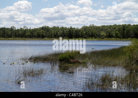 Florida Paisley, Ocala National Forest, Clearwater Recreation Area, Lake Clearwater, visitatori viaggio viaggio turismo turistico visita punti di riferimento cul Foto Stock