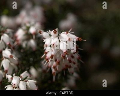 La perfezione del bianco (Erica x darleyensis) Foto Stock
