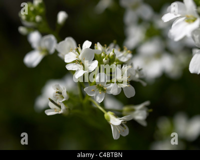 Bianco fiori di campo Foto Stock