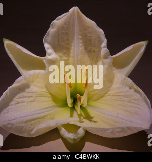 Una foto di un giglio Foto Stock