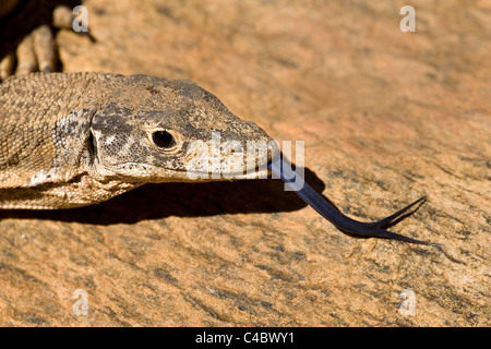 Goanna (Varanus sp), Outback, Territorio del Nord, l'Australia Foto Stock