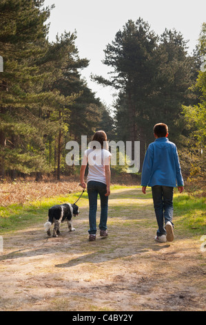 A nove anni e ragazza ragazzo di undici anni passeggiate con il cane nei Boschi a Westleton Heath , Suffolk , Inghilterra , Inghilterra , Regno Unito Foto Stock