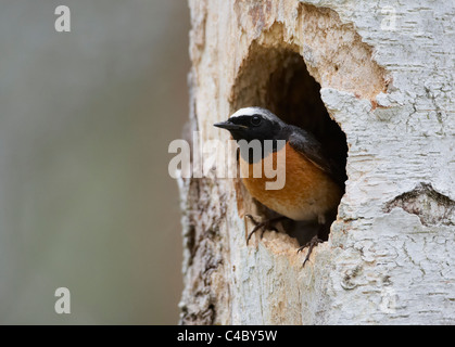 Comune (Redstart Phoenicurus phoenicurus), maschio guardando fuori dal foro di nesting Foto Stock