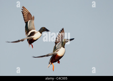 Northern mestolone (Anas clypeata). Due i draghetti in volo Foto Stock