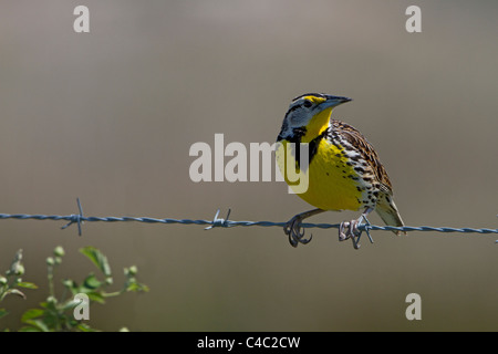 Orientale (Meadowlark Sturnella magna) sulla recinzione barbwire Foto Stock