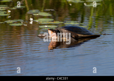 Florida Softshell Turtle (Apalone ferox) Foto Stock