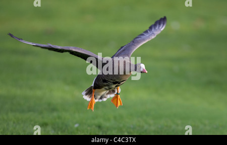 Minor White-fronteggiata Goose (Anser erythropus) in atterraggio approccio. Foto Stock