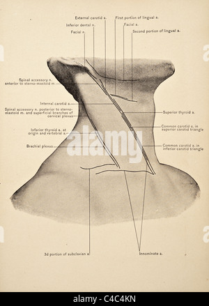 Illustrazione del collo umano copyright 1904 Foto Stock