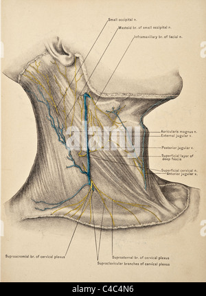 Illustrazione del collo umano copyright 1904 Foto Stock