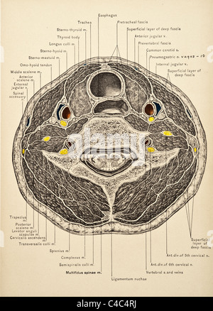 Illustrazione del collo umano copyright 1904 Foto Stock