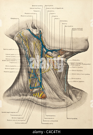 Illustrazione del collo umano copyright 1904 Foto Stock