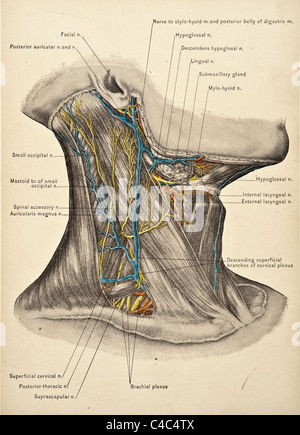 Illustrazione del collo umano copyright 1904 Foto Stock