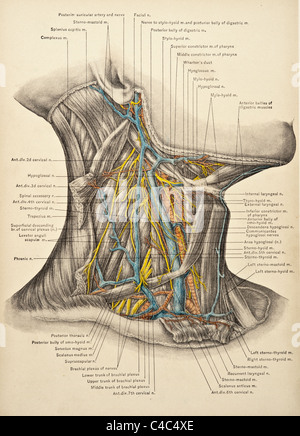 Illustrazione del collo umano copyright 1904 Foto Stock