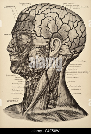 Illustrazione della testa umana e collo copyright 1904 Foto Stock