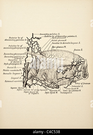 Illustrazione della lingua umana e tonsille copyright 1904 Foto Stock