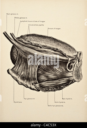 Illustrazione della lingua umana copyright 1904 Foto Stock