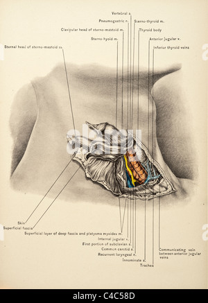 Illustrazione del collo umano copyright 1904 Foto Stock