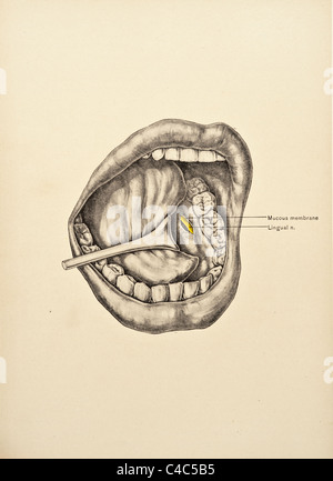 Illustrazione della bocca umana copyright 1904 Foto Stock