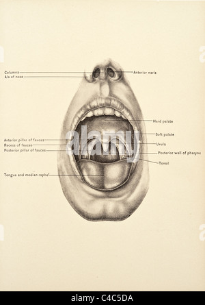 Illustrazione della bocca umana copyright 1904 Foto Stock