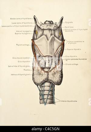 Gola & laringe circa 1904 Foto Stock