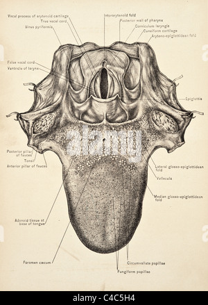 Illustrazione della lingua umana copyright 1904 Foto Stock