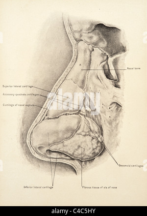 Illustrazione del naso umano copyright 1904 Foto Stock