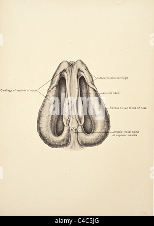 Illustrazione del naso umano copyright 1904 Foto Stock