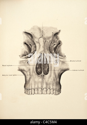 Illustrazione del teschio umano copyright 1904 Foto Stock