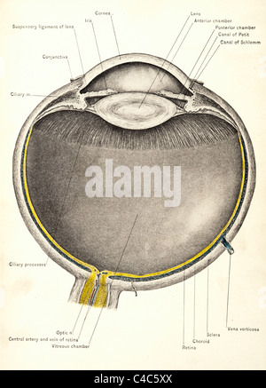 Illustrazione dell'occhio umano copyright 1904 Foto Stock