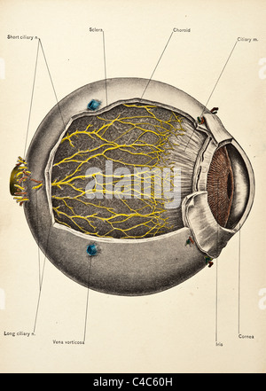 Illustrazione dell'occhio umano copyright 1904 Foto Stock