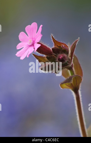 Red Campion (Silene dioica), fioritura, sfondo delle Bluebells, Kent, Inghilterra, può, Foto Stock