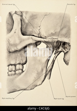 Illustrazione del teschio umano copyright 1904 Foto Stock