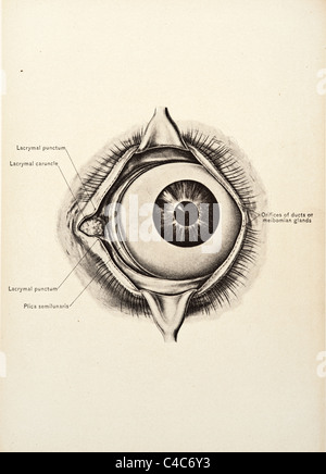 Illustrazione dell'occhio umano copyright 1904 Foto Stock