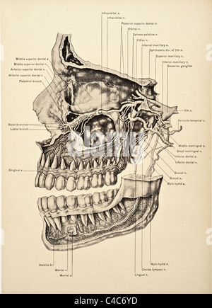 Illustrazione del teschio umano copyright 1904 Foto Stock