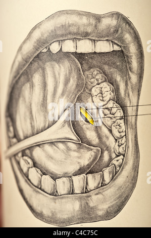 Illustrazione della bocca umana copyright 1904 Foto Stock