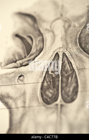 Illustrazione del teschio umano copyright 1904 Foto Stock