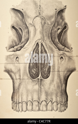 Illustrazione del teschio umano copyright 1904 Foto Stock