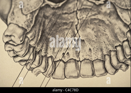Illustrazione del teschio umano copyright 1904 Foto Stock