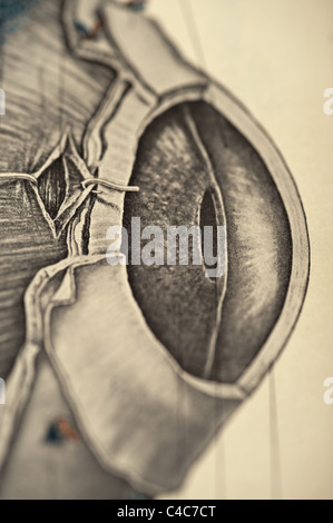 Illustrazione dell'occhio umano copyright 1904 Foto Stock