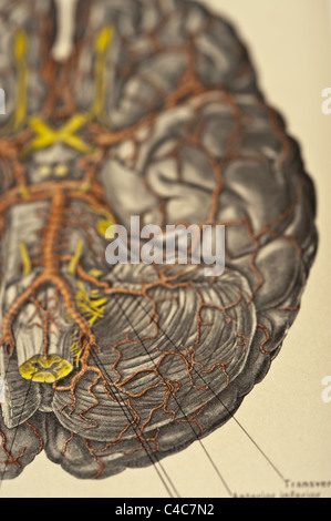 Illustrazione del cervello umano copyright 1904 Foto Stock