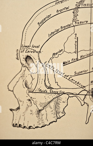 Illustrazione del teschio umano copyright 1904 Foto Stock