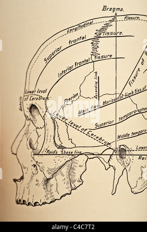 Illustrazione del teschio umano copyright 1904 Foto Stock