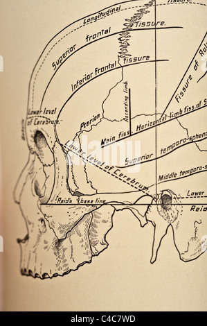 Illustrazione del teschio umano copyright 1904 Foto Stock