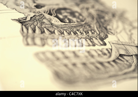 Illustrazione del teschio umano copyright 1904 Foto Stock