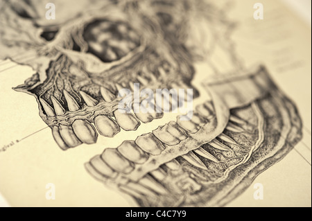 Illustrazione del teschio umano copyright 1904 Foto Stock