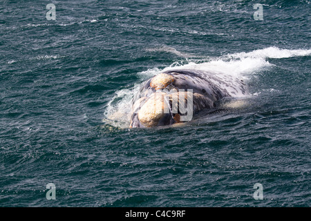 Southern Right whale, Penisola di Valdes, Argentina Foto Stock