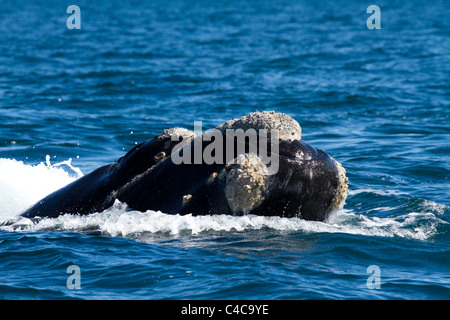 Southern Right whale, Penisola di Valdes, Argentina Foto Stock
