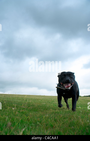 Staffie in esecuzione su terra di Moro Foto Stock